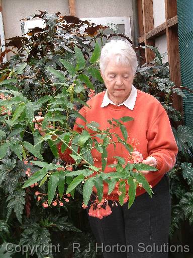 Begonia Tree Jeannine 